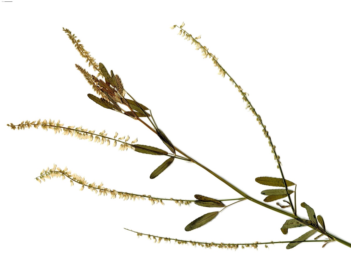 Trigonella alba (Fabaceae)